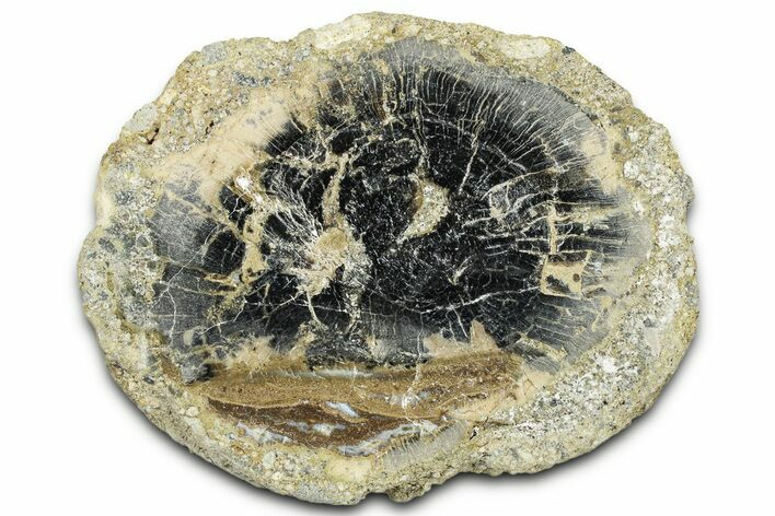 Polished Petrified Wood Limb Round - Indonesia #329218